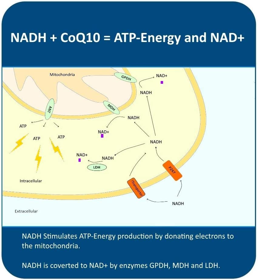 MAAC10 NADH + CoQ10 50mg PANMOL NADH + 100mg CoQ10 - Great Tasting Chews