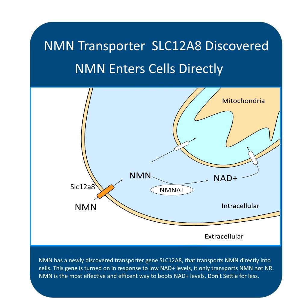 MAAC10 NMN (3-Pack) 250mg Capsules - Genuine NMN Nicotinamide Mononucleotide NAD+ Supplement