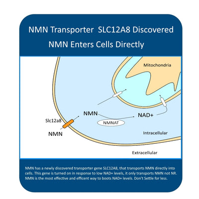 NMN 250MG NAD+ Support (30 250MG CAPS)